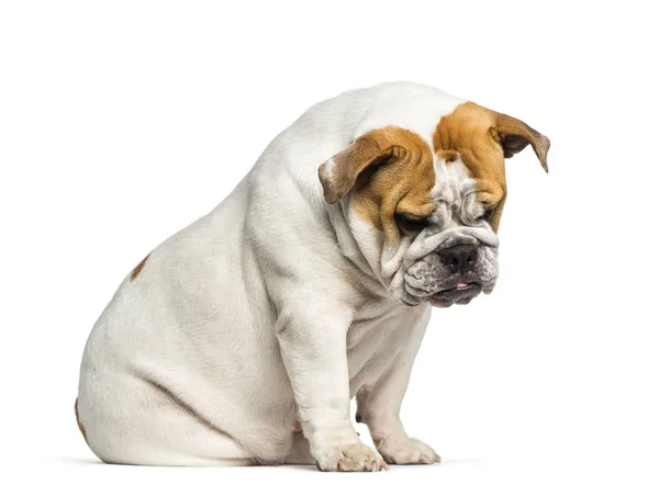 British Bulldog, Bulldog Inglés, 10 meses, sentado en fron —  Fotos de Stock