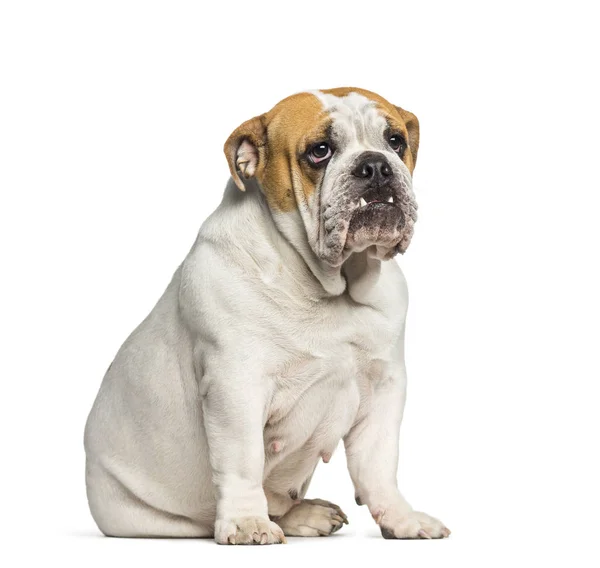 British Bulldog, English Bulldog, 10 months old, sitting in fron — Stock Photo, Image