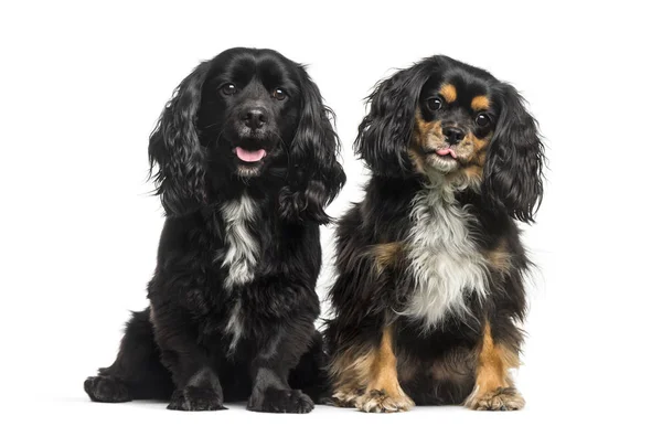 Cavalier King Charles Spaniel sedí v přední části bílá poz — Stock fotografie