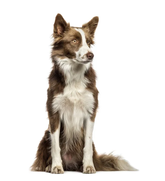 Border Collie assis devant fond blanc — Photo