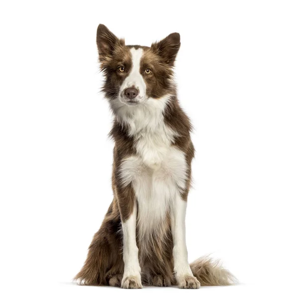 Border Collie นั่งอยู่หน้าพื้นหลังสีขาว — ภาพถ่ายสต็อก