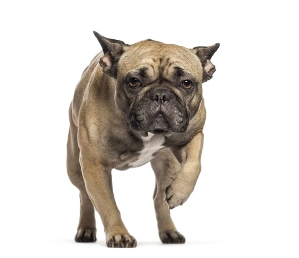 Bulldog francés delante de fondo blanco — Foto de Stock