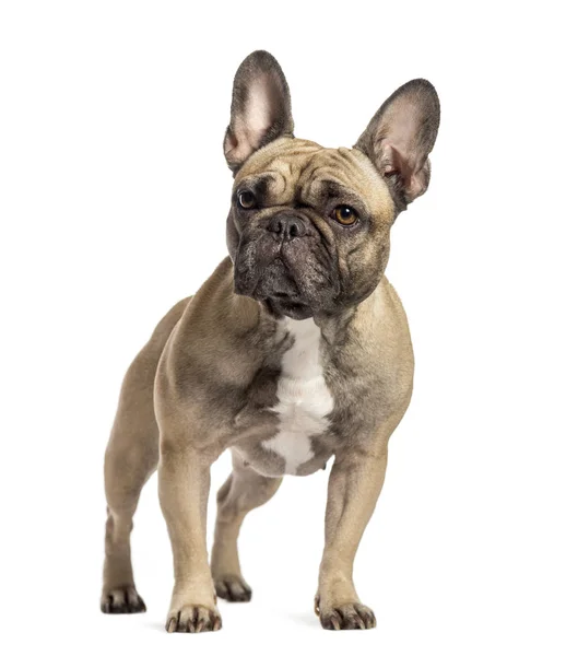 French Bulldog in front of white background — Stock Photo, Image