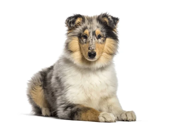 Rau Collie, 4 Monate alt, vor weißem Hintergrund liegend — Stockfoto