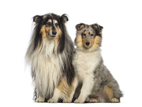 Rough Collie, 11 years old and 4 months old, sitting in front of — Stock Photo, Image