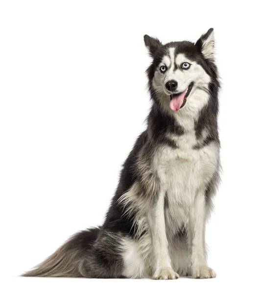 Siberian Husky sitting in front of white background — Stock Photo, Image