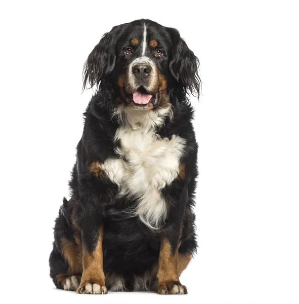 Berner Sennenhond zit op witte achtergrond — Stockfoto