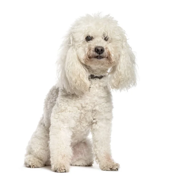 Poodle sentado na frente do fundo branco — Fotografia de Stock