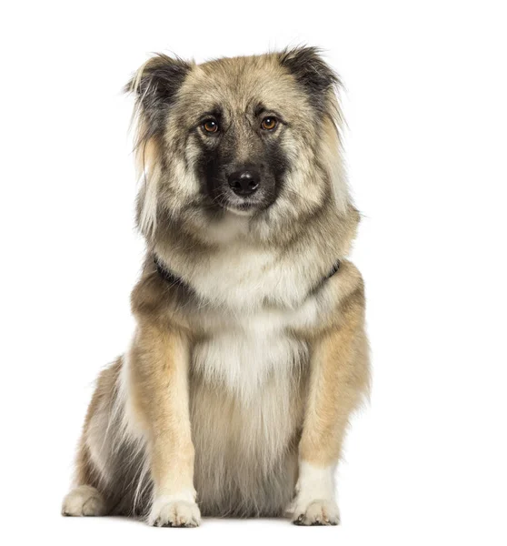 Cão misto sentado em frente ao fundo branco — Fotografia de Stock