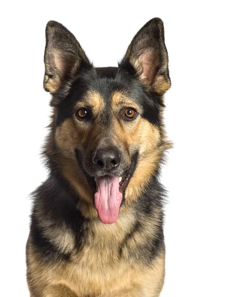 German Shepherd in front of white background — Stock Photo, Image