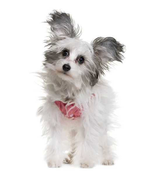 Chinês crista cão na frente de fundo branco — Fotografia de Stock