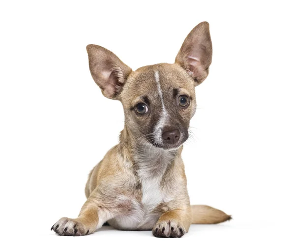 Chihuahua, 4 mesi, sdraiato davanti a uno sfondo bianco — Foto Stock