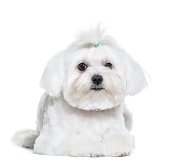 Bichon Frise lying in front of white background — Stock Photo, Image