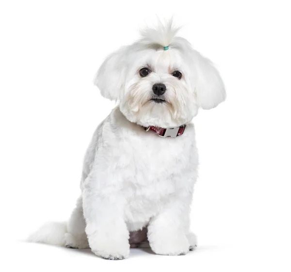 Bichon Frise zit op witte achtergrond — Stockfoto