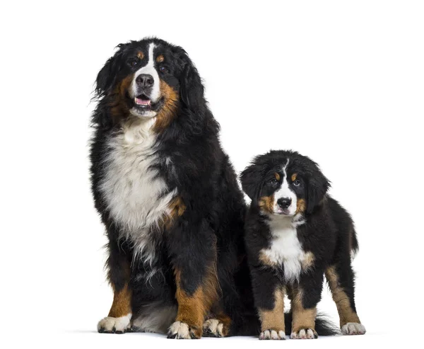 Bernese Mountain Dog, 8 years old and 3 months old, sitting in f — Stock Photo, Image