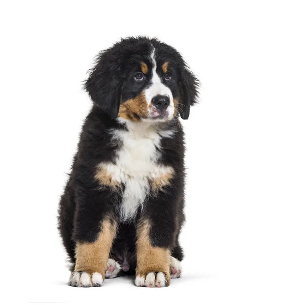 Bernese Mountain Dog, 3 bulan, duduk di depan putih ba — Stok Foto