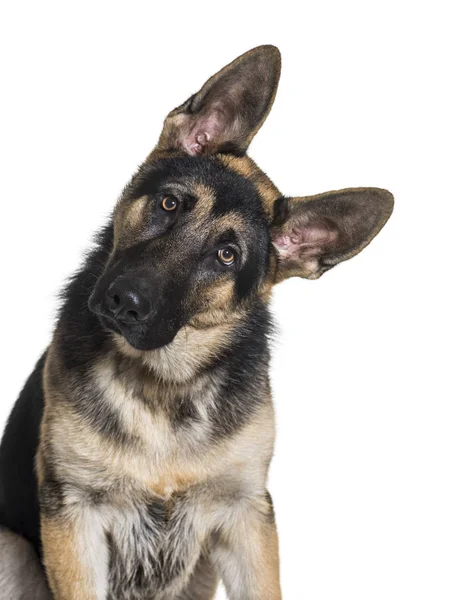 German Shepherd, 7 months old, in front of white background — Stock Photo, Image