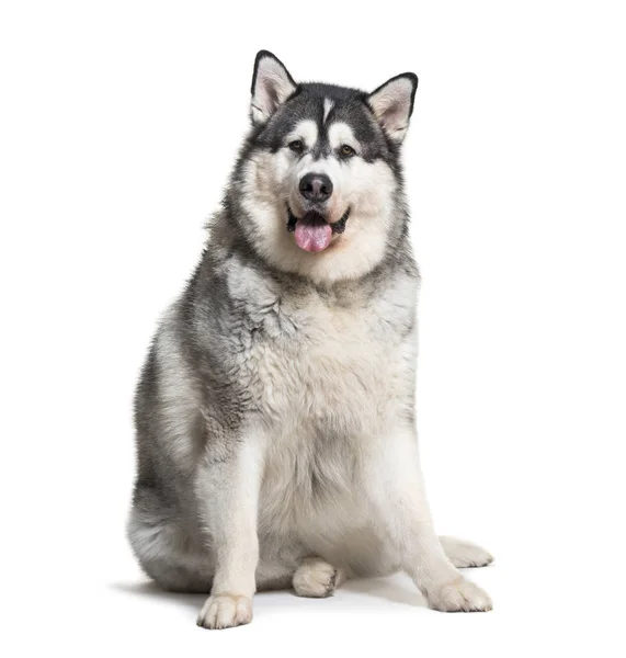 Alaskan Malamute beyaz arka plan önünde oturan — Stok fotoğraf