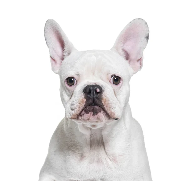 Francuski Bulldog, 8 miesięcy, przed białym tle — Zdjęcie stockowe
