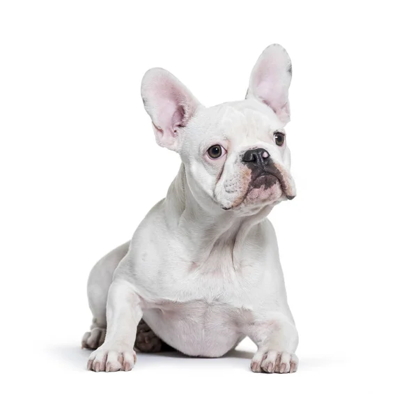 Bulldog francés, 8 meses de edad, acostado frente a fondo blanco —  Fotos de Stock