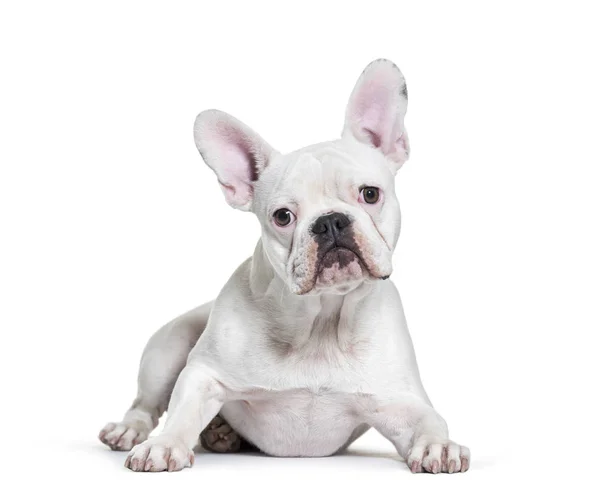 Bulldog francese, 8 mesi, sdraiato davanti allo sfondo bianco — Foto Stock