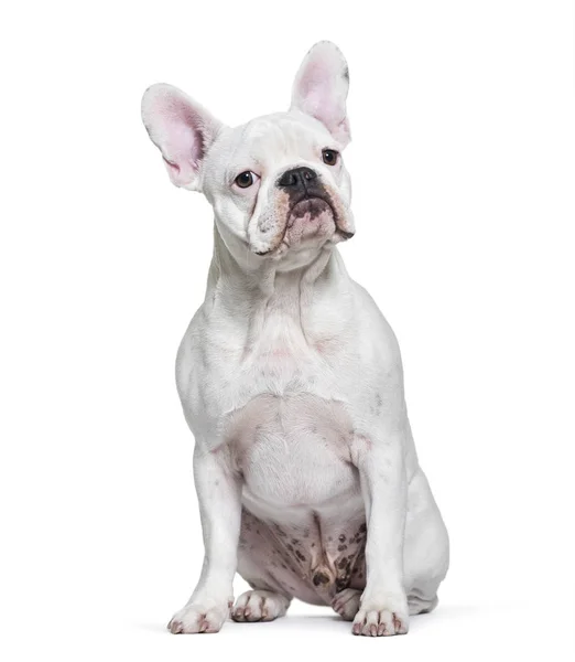 Francia Bulldog, 8 hónapos, fehér háttérb előtt ülve — Stock Fotó