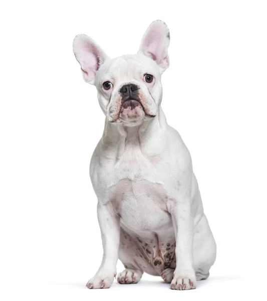 Francia Bulldog, 8 hónapos, fehér háttérb előtt ülve — Stock Fotó