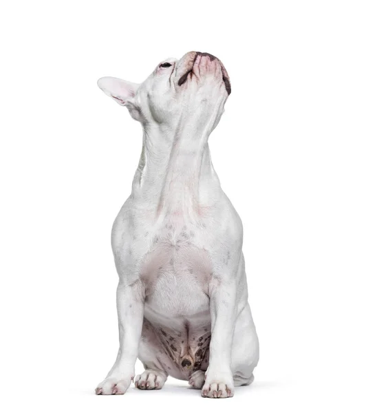 Franse Bulldog, 8 maanden oud, wit CHTERGRO zit — Stockfoto