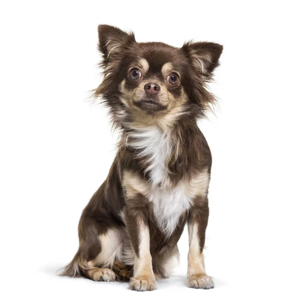 Chihuahua, siedząc w tle — Zdjęcie stockowe