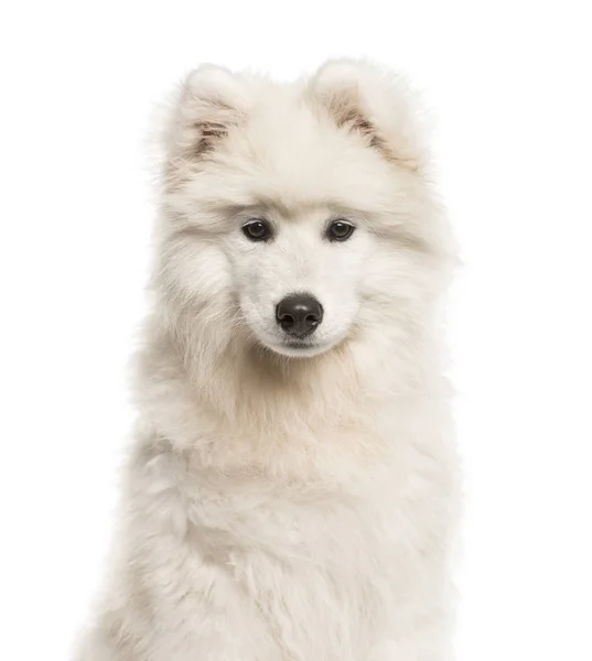 Perro samoyedo, 4 meses de edad, delante de fondo blanco — Foto de Stock