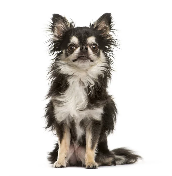 Chihuahua sentado frente al fondo blanco —  Fotos de Stock