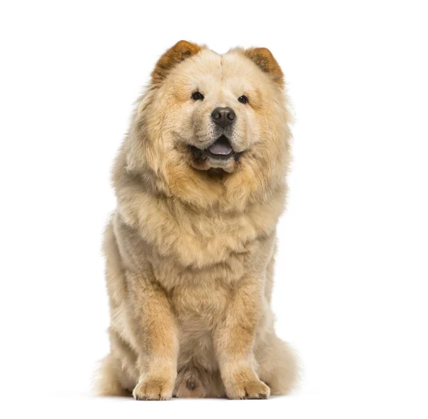 Chow Chow sitting in front of white background — Stock Photo, Image