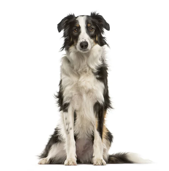 Border Collie, 9 months old, sitting in front of white backgroun — Stock Photo, Image