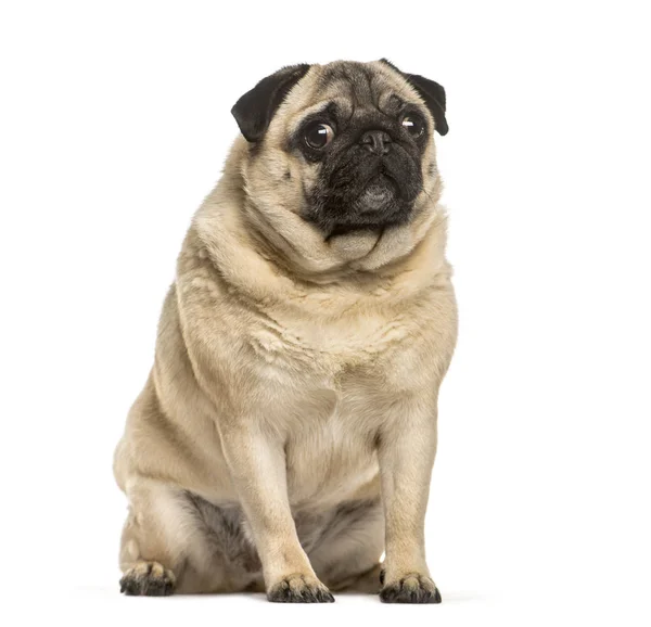 Fat pug sitting in front of white background — Stock Photo, Image