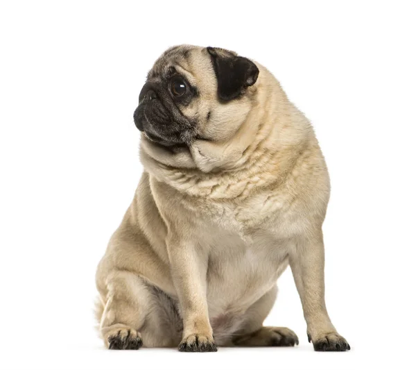 坐在白色背景前面的脂肪小狗 — 图库照片