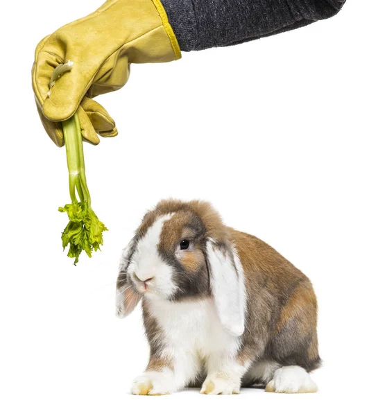 Gloved hand holding celery to rabbit in front of white backgroun — Stock Photo, Image