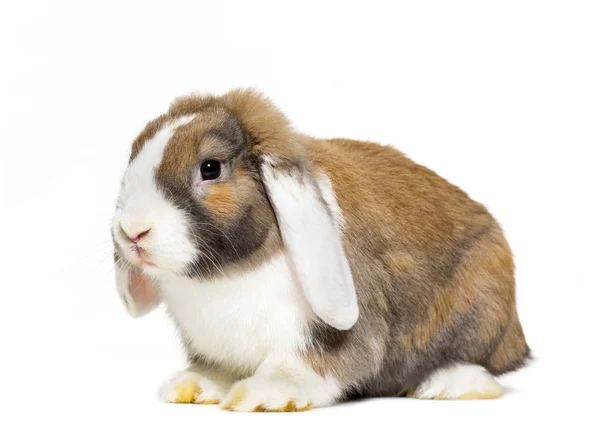 Kaninchen vor weißem Hintergrund — Stockfoto