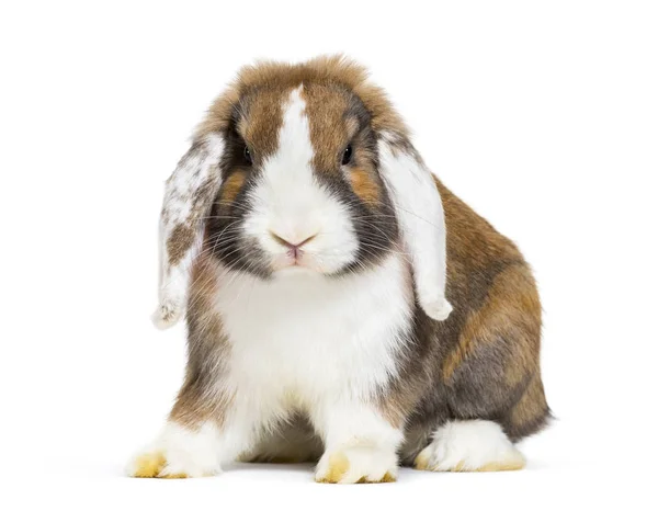 Rabbit in front of white background — Stock Photo, Image