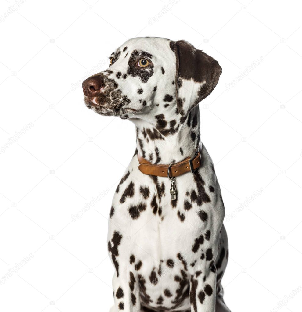 Dalmatian in front of white background