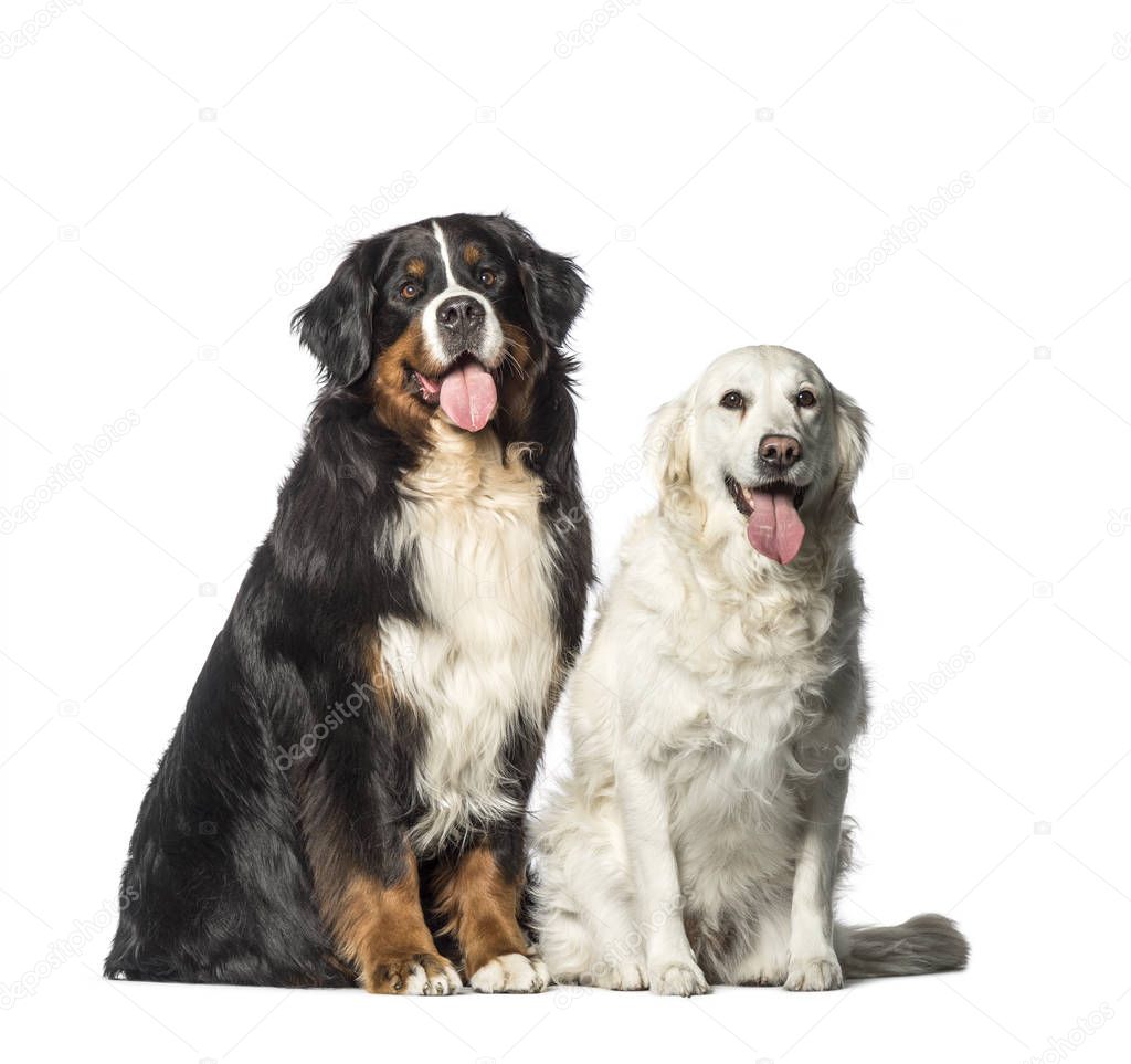 Bernese Mountain dog, Golden Retriever sitting in front of white