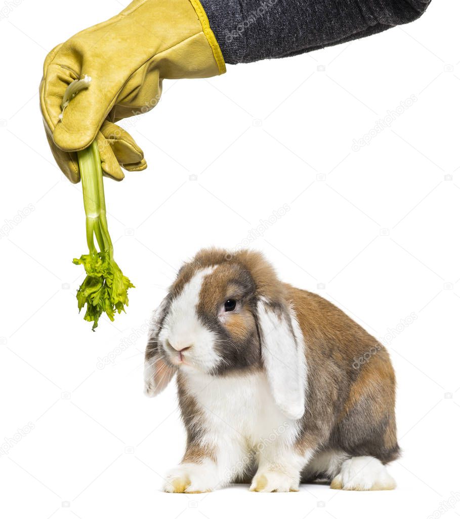 Gloved hand holding celery to rabbit in front of white backgroun