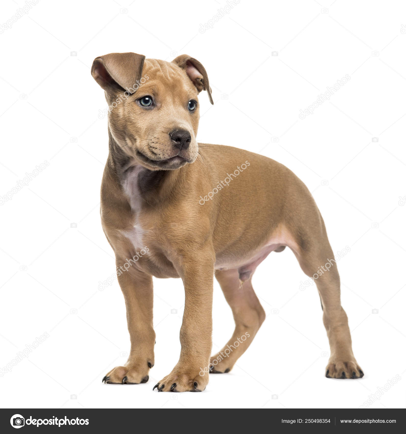 American Bully 2 Months Old In Front Of White Background Stock