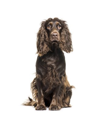 İngiliz Cocker Spaniel beyaz arka plan önünde oturan