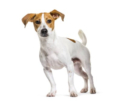 Beyaz arkaplan önünde Jack Russell Terrier