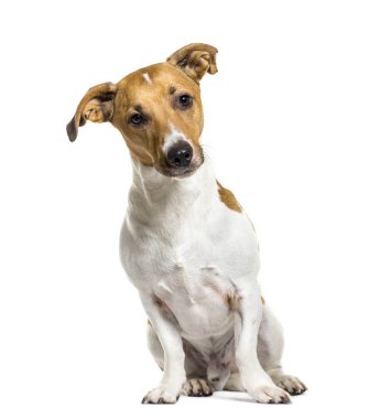jack russell terrier beyaz arka plan oturan