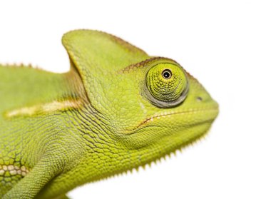 Yeşil bukalemun, beyaz backgrou önünde Bayağı bukalemun