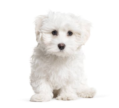 Malta beyaz arka plan önünde oturan köpek, 3 aylık