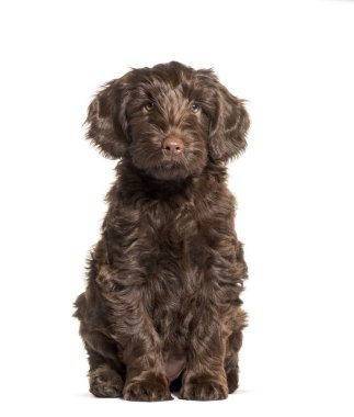 Avustralya beyaz önünde oturan Labradoodle, 2 aylık