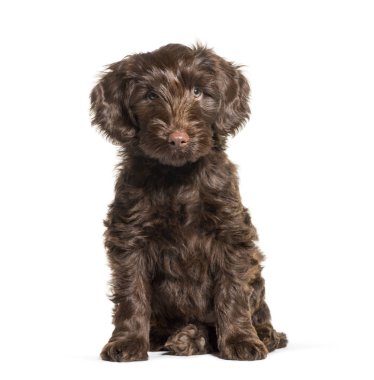 Avustralya beyaz önünde oturan Labradoodle, 2 aylık