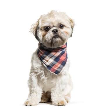 Shih tzu beyaz arka plan oturan